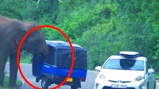 elephant 🐘 attacks tuk tuk #attack #adventure #wildelephants #wildlife