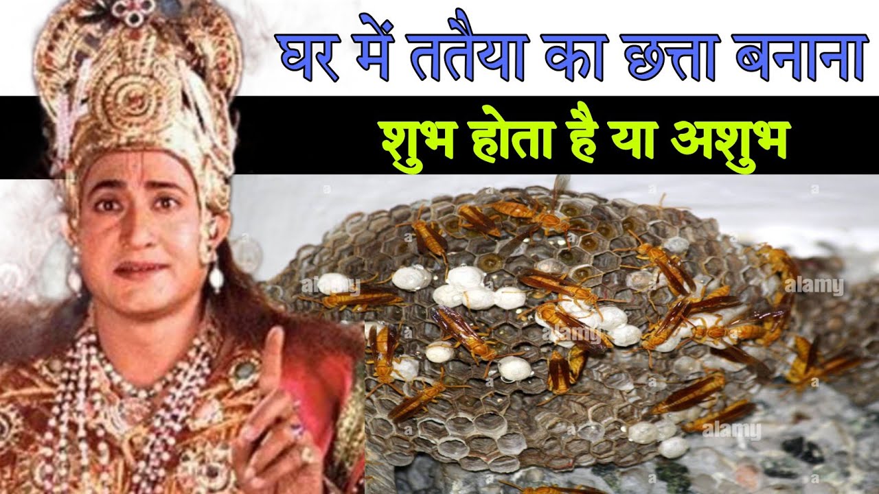 घर में ततैया का छत्ता शुभ अशुभ ghar mein tataiya Ka chhatta Hona.ghar ...