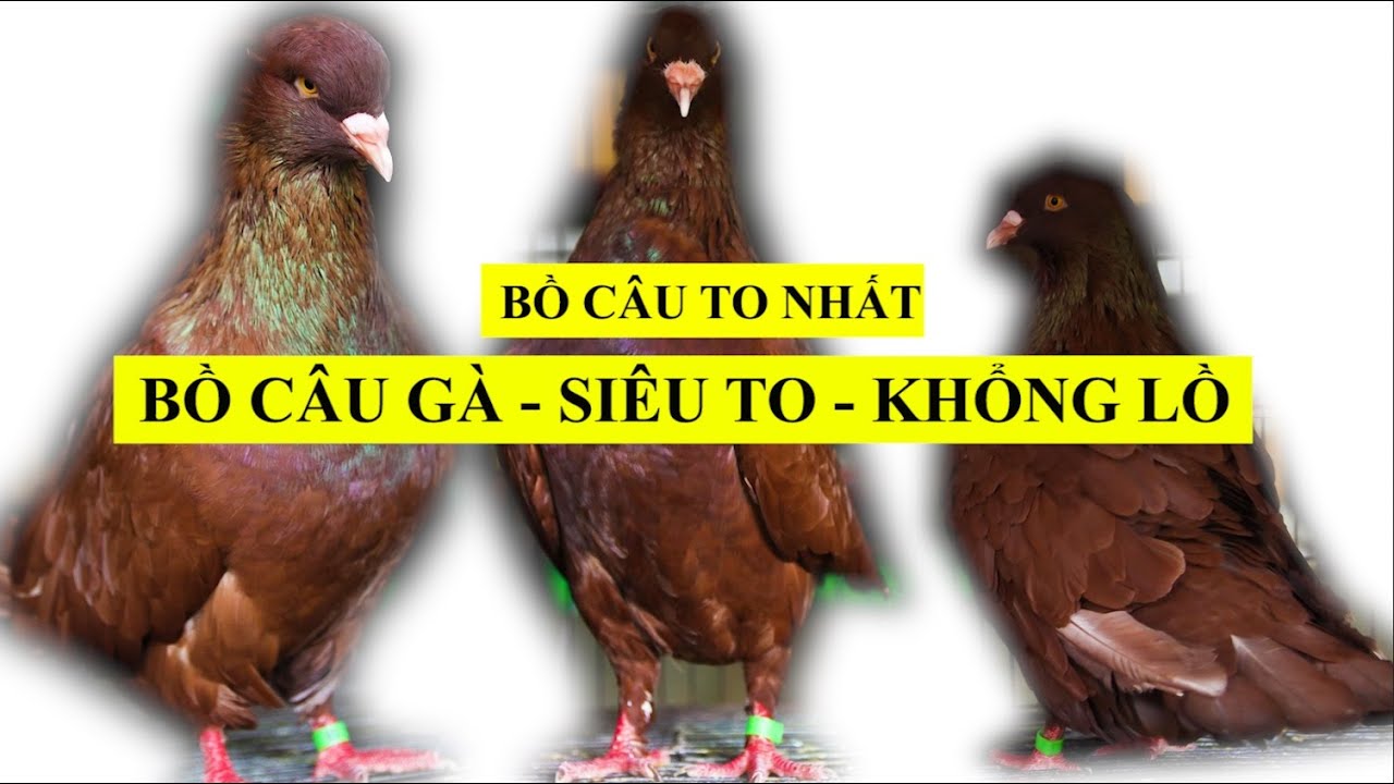 Choáng Với Bồ Câu Gà Mỹ, Bồ Câu Siêu To, Khổng Lồ Nặng Nhất Hiện Nay ...