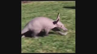 Hibridación conejo + cerdo by spiac 20 views 2 years ago 1 minute, 16 seconds
