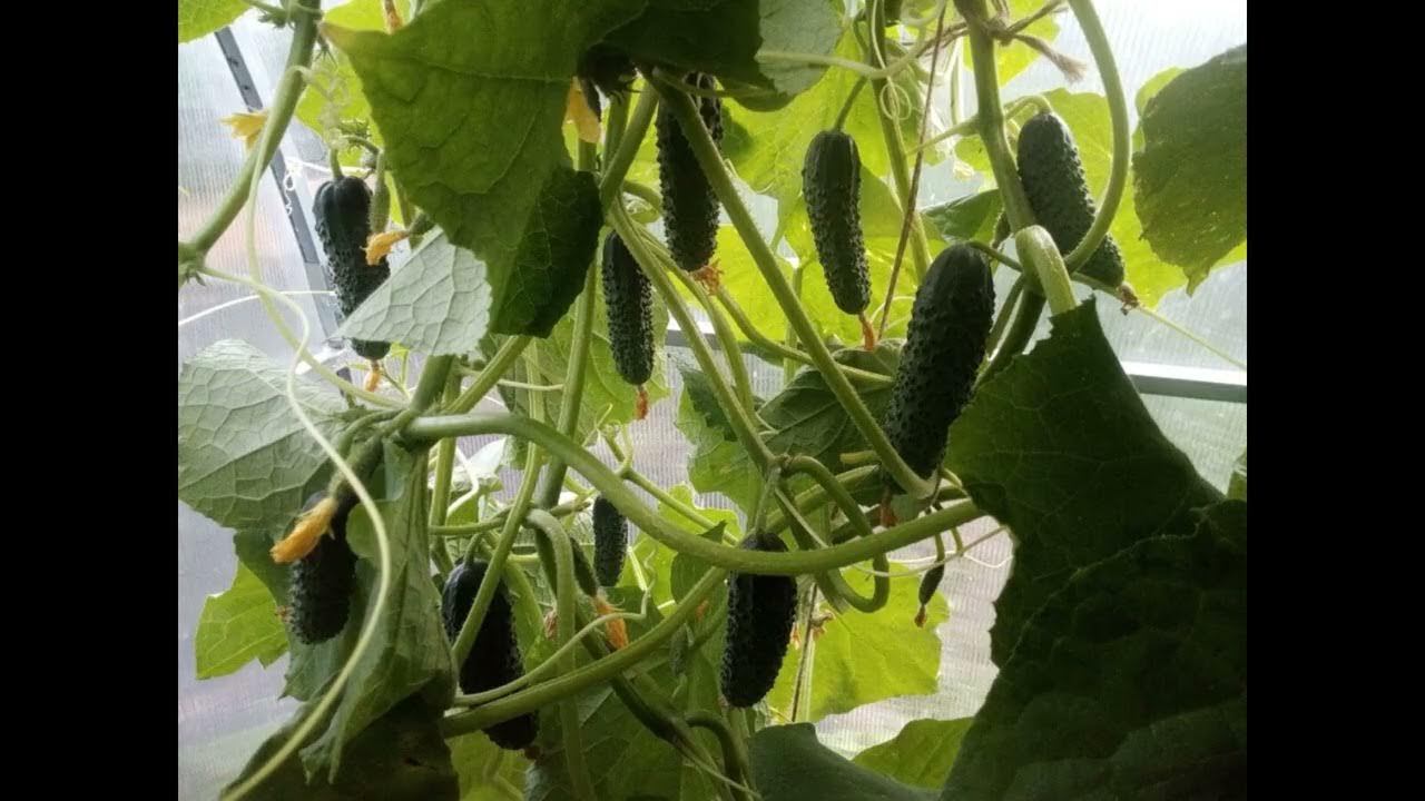 Огурцы сорт шоша отзывы фото