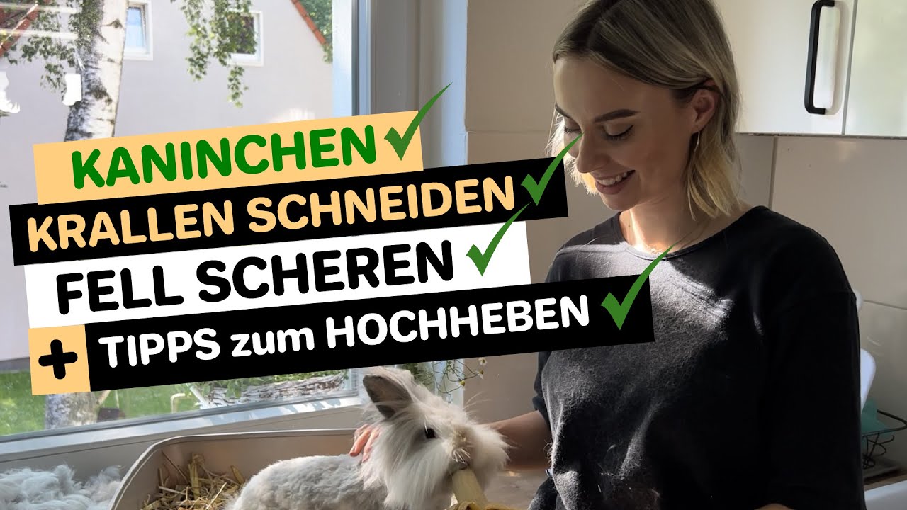 Krallen schneiden & Fell Scheren bei Kaninchen + Tipps zum