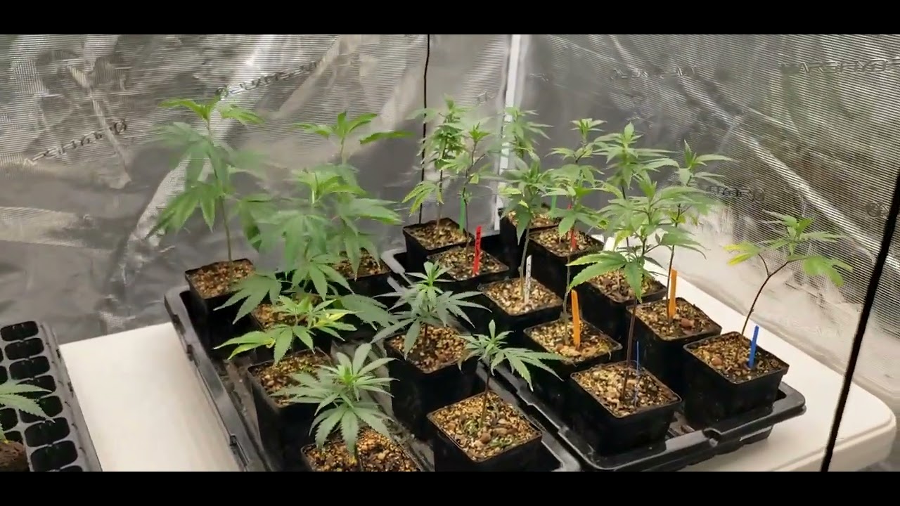 Season 1 Restart Mars Hydro FC-E8000 SP3000 TSW2000 update