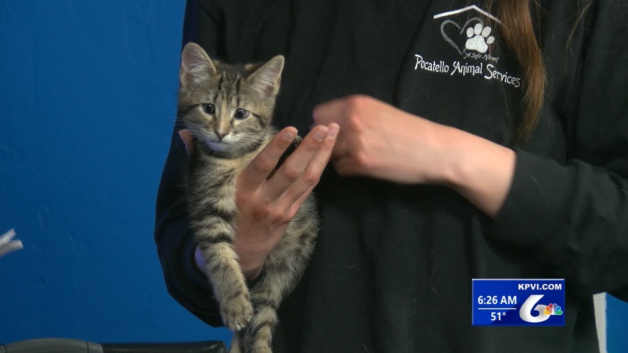 TailWagger Wednesday May 17, 2023 YouTube