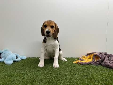 Video Beagle