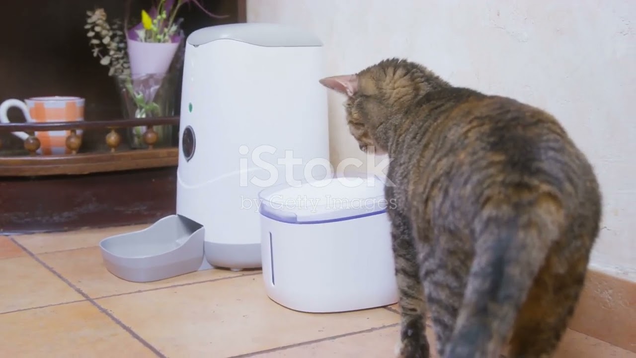 5 Top Pet Tech Gadgets for Busy Owners!