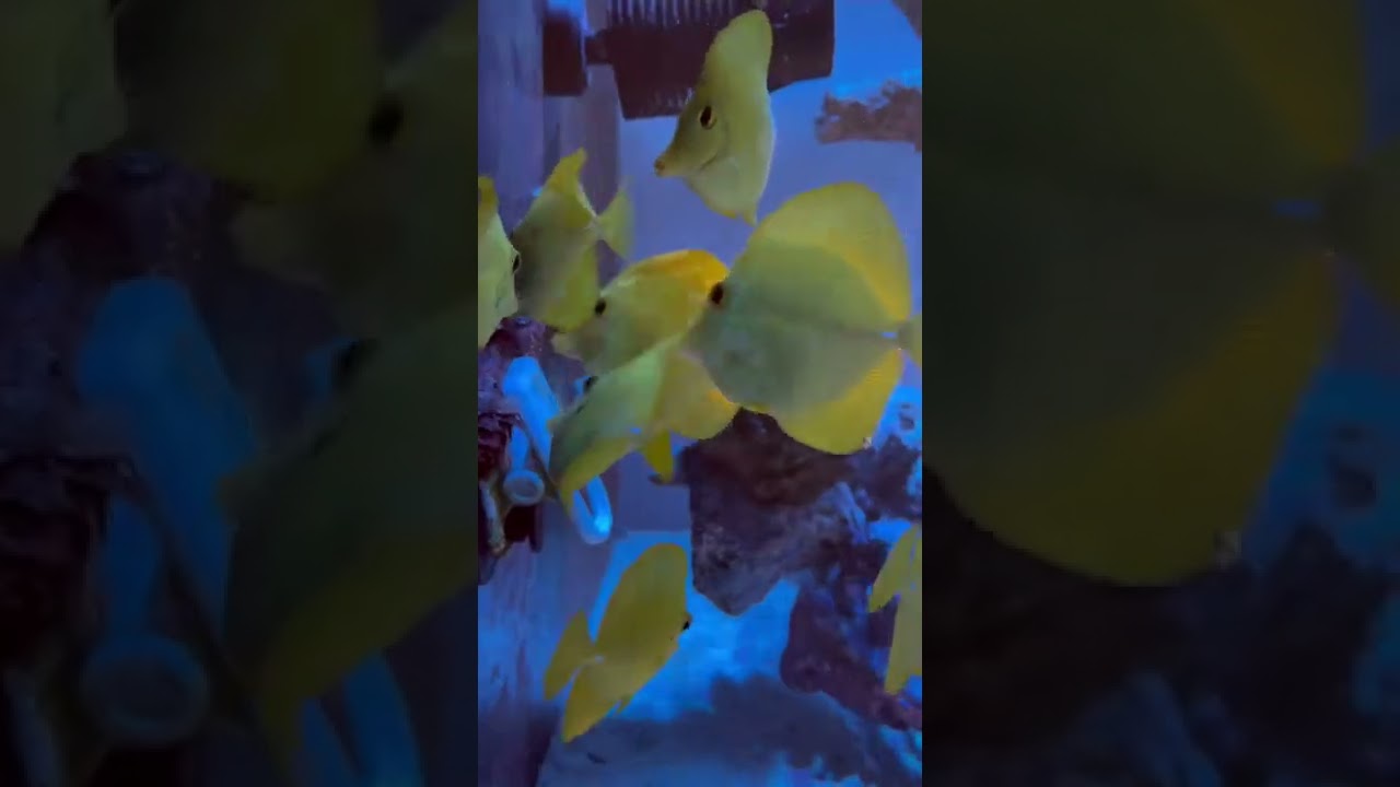 Reef tank water change! 🐠 🪸 @ReefStache