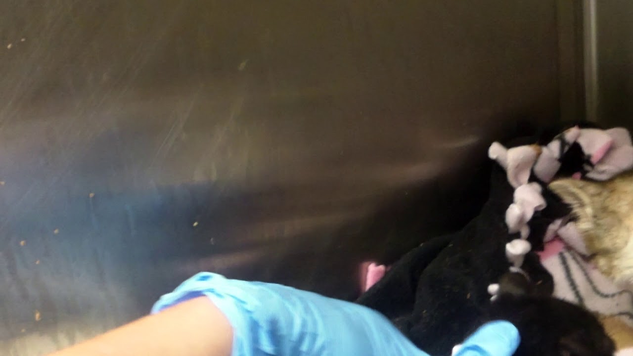 center for reproductive rights A771929 and A771930