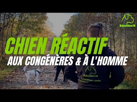 Chien réactif aux congénères et à l'Homme - EDUCHIEN78