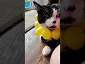 My cat Mr