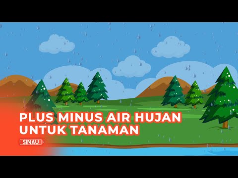 Video: Apa pengaruh air bagi tanaman?