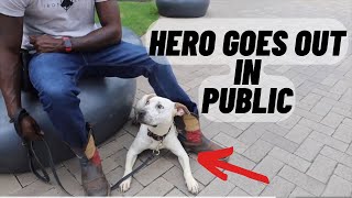 Socializing Your Dog! Hero Goes Out In Public by Iron Sharp K9  388 views 3 weeks ago 6 minutes, 3 seconds