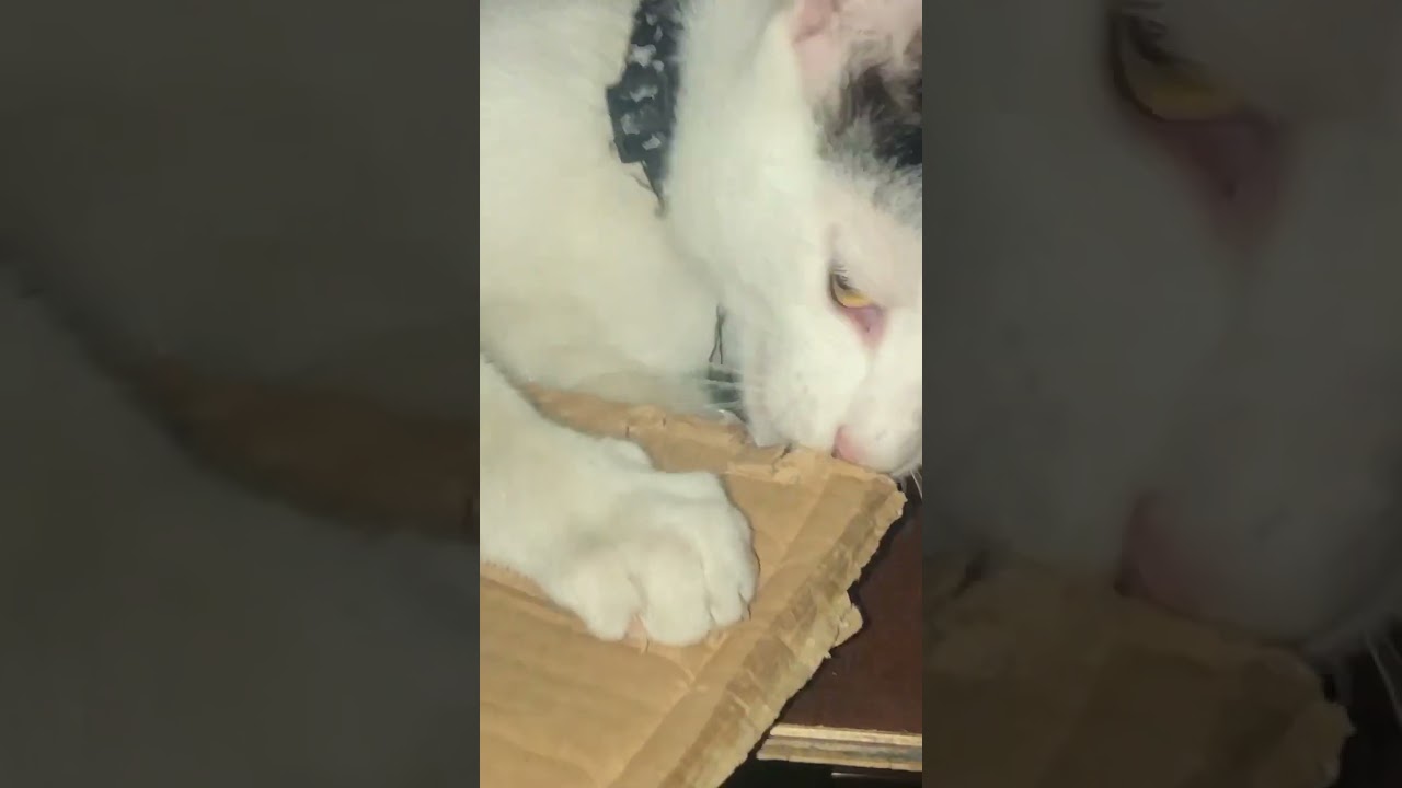 the cronch wars: oreo-1, cardboard-0