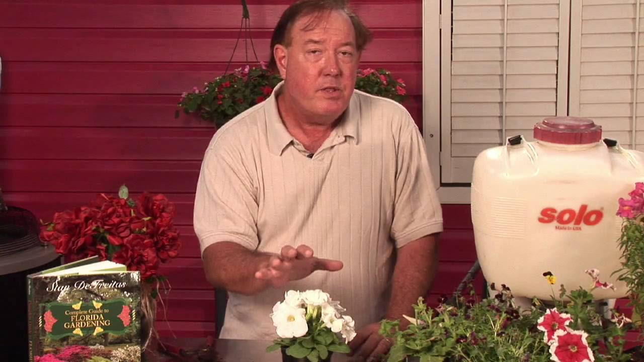 Flower & Plant Care : How Do Plants Get Energy From Sunlight?
