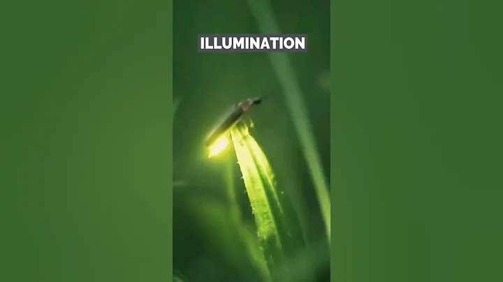 See the 5 reason why firefly produce light #short #animals #wildlife #bug