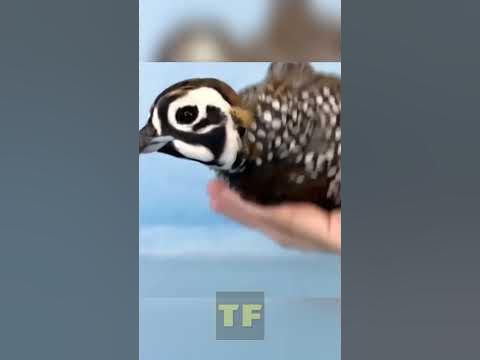 Природный стабилизатор изображения - YouTube