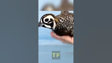 Природный стабилизатор изображения