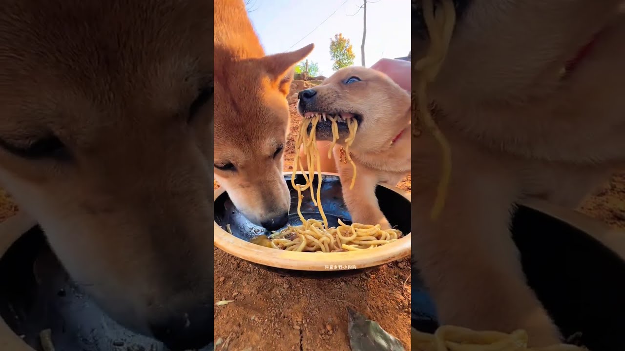 The Big Sage Dog Eats S Meal Chinese Pastoral Cute Pet Debut Plan