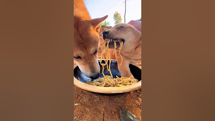 The big sage dog eats the dog's meal Chinese pastoral dog Cute pet debut plan Dog