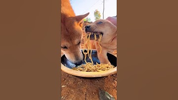 The big sage dog eats the dog