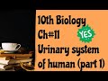 Urinary system of human biology class 10th chapter 11 misbah tuition center