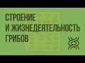 Строение и жизнедеятельность грибов. Видеоурок по биологии 5 класс