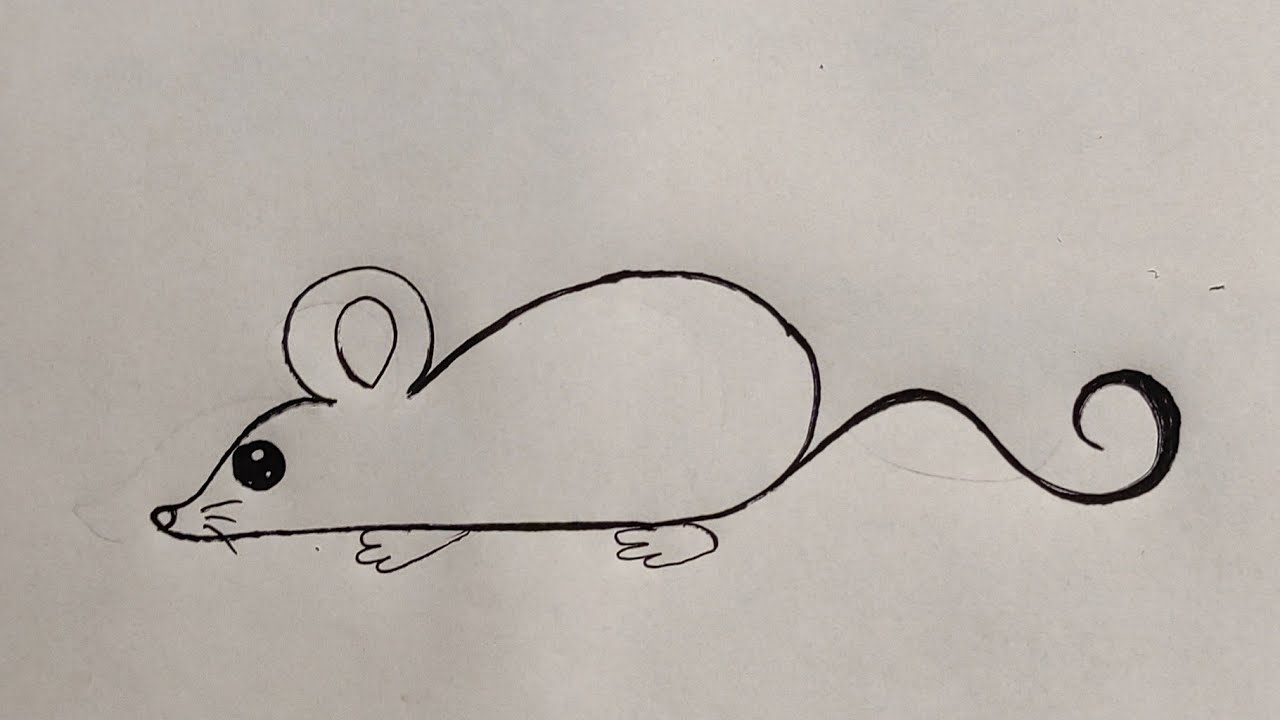 How to draw a Rat easily Easy Mouse drawing for beginners YouTube
