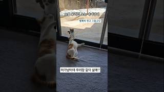 #고양이친구#아기길고양이#고양이일상 #길냥이밥주기