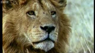 Lion Infanticide and Mating