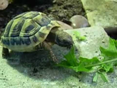baby hermanns tortoise the