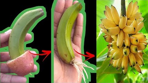 unique skills how to grow banana trees from bananas leaves | made trees from bananas |
