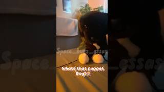 PUPPET BOY!🎪//🏷️#dog#essa#essacommunity#essaowner#douglas#fypシ゚viralシ#fypシ#spacebugz#silly#circus