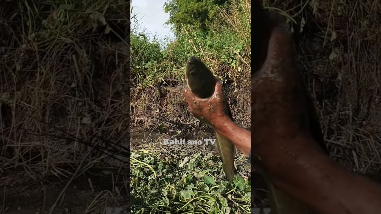 Puro mamaw ang nahuli COMPILATION 🔥✅