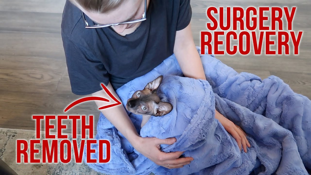 Cat Surgery Recovery Day 1 YouTube