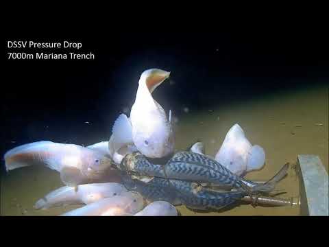 Mariana Trench: Mariana Snailfish