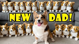 New CORGI DAD Disowns His Puppies! || Life After College: Ep. 719