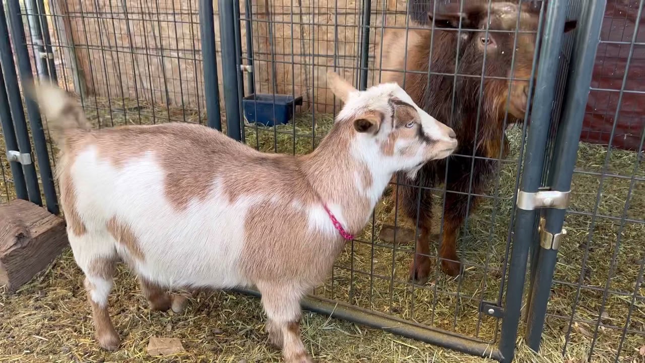 Chick X Hazel! Breeding Nigerian Dwarf Goats