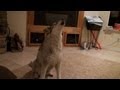 Greta the wolf howling in the house