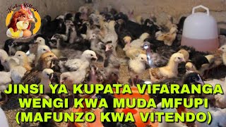 JINSI YA KUPATA VIFARANGA WENGI KWA MUDA MFUPI - (MAFUNZO KWA VITENDO)