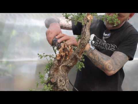 Video: Hawthorn Antered Besar