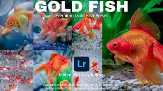 Gold Fish Preset - Lightroom Mobile Free   DNG | Gold Fish Lightroom | Lightroom Mobile Tutorial