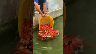 Why Japan Puts Fish in Their Drains! 🇯🇵🐟✨