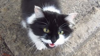 The cat meows very loudly on the street