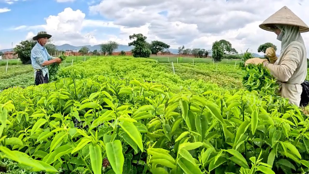 Сбор малабарского шпината фермерами Дык Тронга.