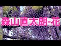🎶花/森山直太朗 歌詞字幕入り
