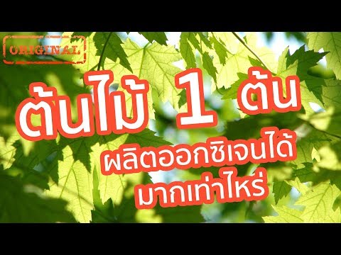 วีดีโอ: ต้นไม้ใดให้ออกซิเจนมากที่สุดในโลก