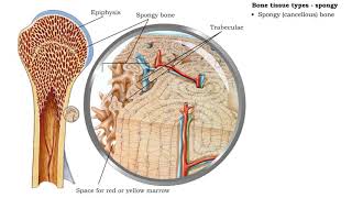 Bone tissue types - compact and spongy