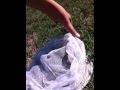 How To Catch Your Own Grasshoppers