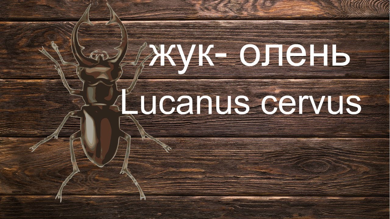 жук олень#Lucanus cervus#красная книга - YouTube