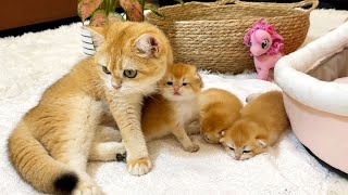 Mother cat always loves kittens every minute. by KITTENS CUTE 4,390 views 9 months ago 1 minute, 48 seconds